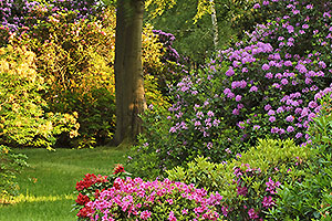 Rhododendronpark in Graal-Müritz