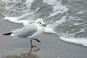 Strand von Graal-Müritz